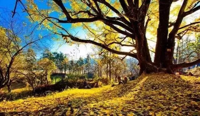 秋在广东很珍贵，若不细心寻找，它便静静地离开了