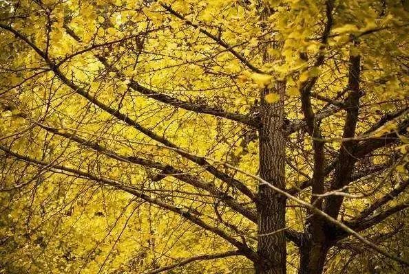 秋在广东很珍贵，若不细心寻找，它便静静地离开了