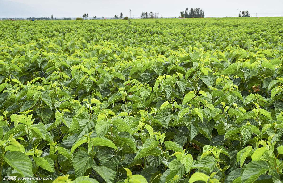 中药材桑叶茶图片,中药材桑叶辨识