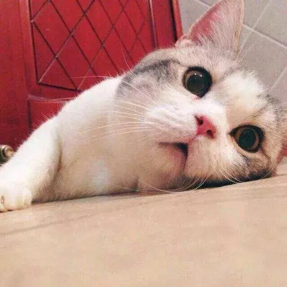 用过就不想丢掉的单品,最近日版防晒