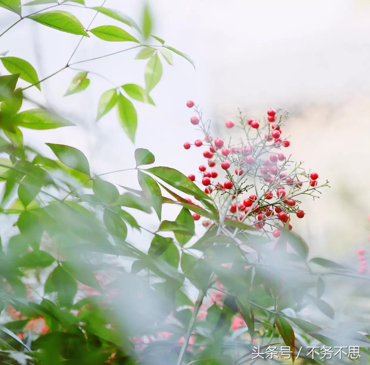 冬天扬州瘦西湖,十二月份的扬州瘦西湖