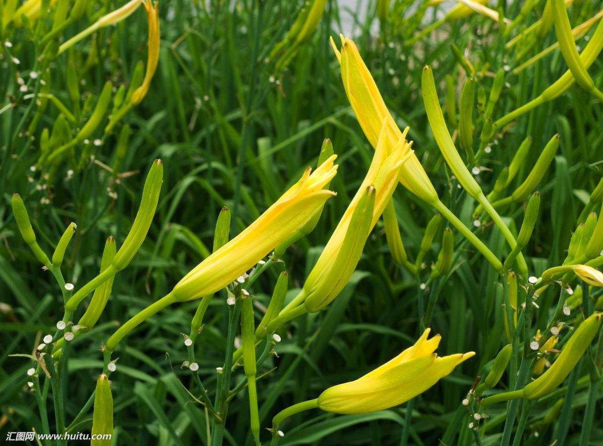 金针菜又叫黄花菜吗,中药材萱草根