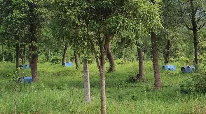 土蜂蜜营养有什么区别,土蜂蜜比普通蜂蜜营养价值更高吗