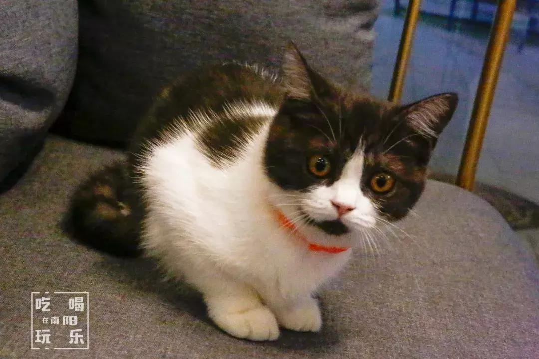 南阳shou家全透明撸猫咖啡馆！有手臂长的牛排！面包届的法拉利！