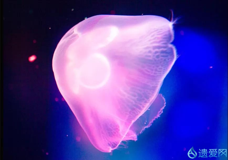 水中大熊猫全国仅3只图片,罕见水中大熊猫桃花水母现身云南