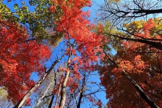 黑龙江五月穿衣攻略,十月黑龙江自驾游