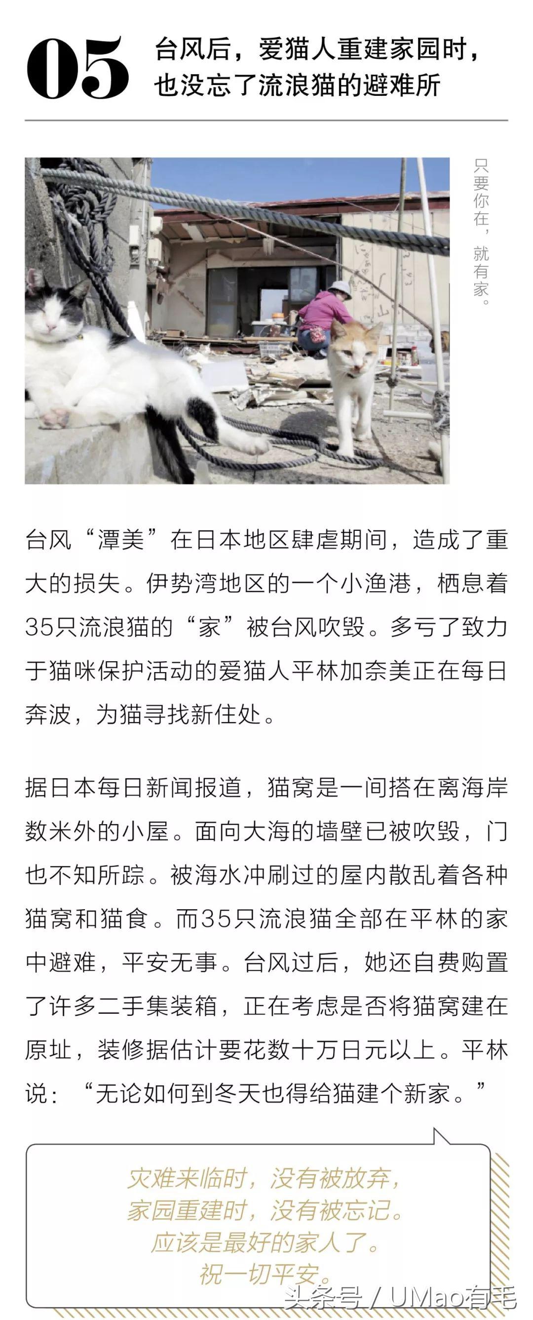 养猫人才懂的8大迷惑事件,养猫被忽悠的那些事