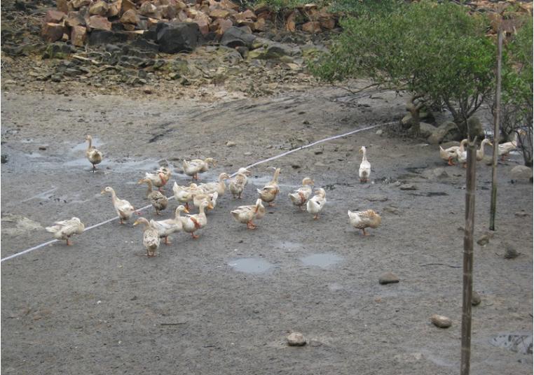 防城港海鸭蛋,海鸭蛋养殖致富