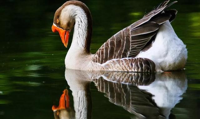 鹅的寿命有多长呢,鹅的寿命能达到多少年