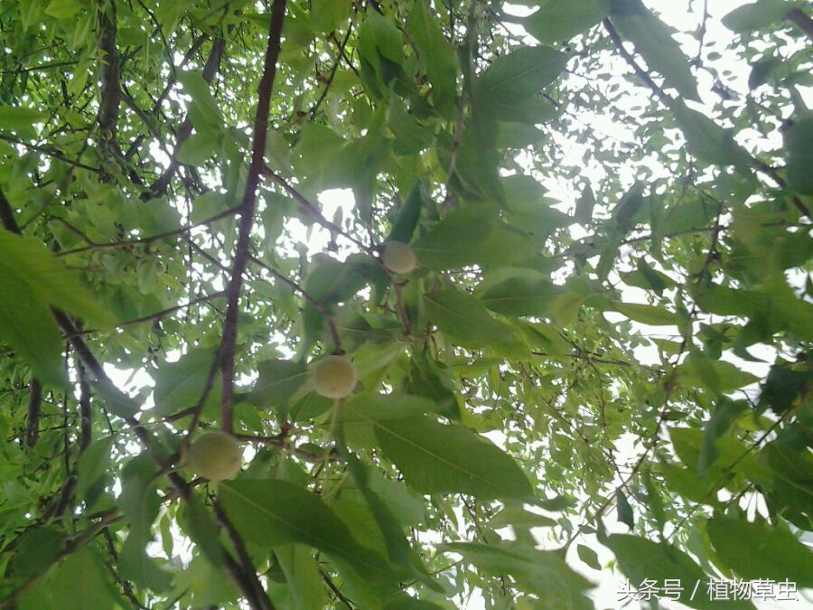 祖坟上长的桃树有何说法,坟上长毛桃树好吗