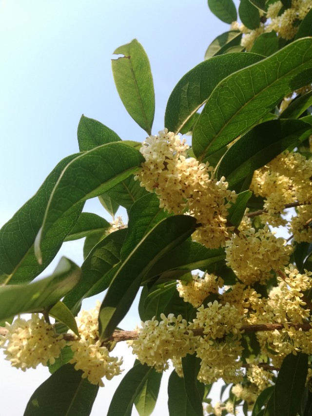 很多人都不相信市面上有真蜂蜜,纯天然蜂蜜养蜂