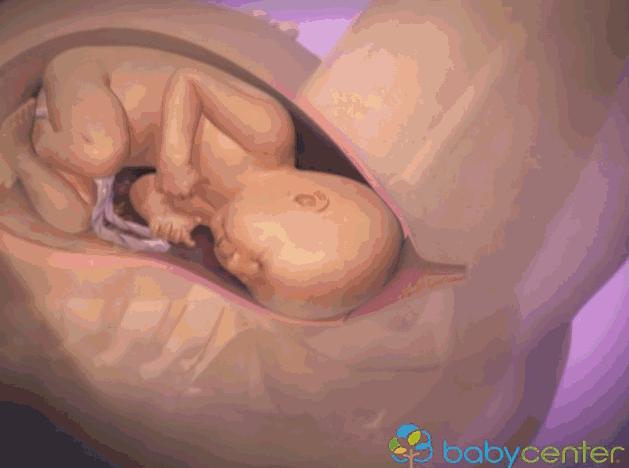 3d模拟受孕过程,3d模拟孕妇变化