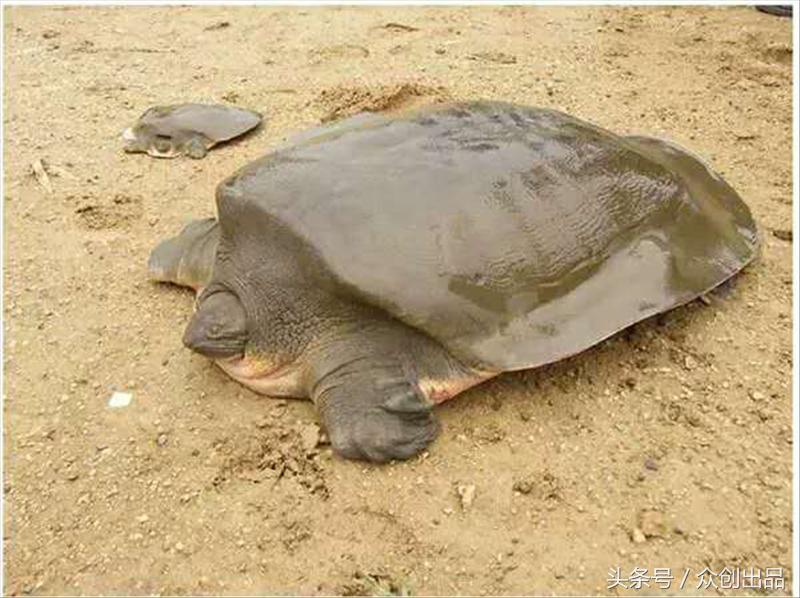 国家保护野生动物,是一些数量较少或已濒临灭绝的!你知道多少种