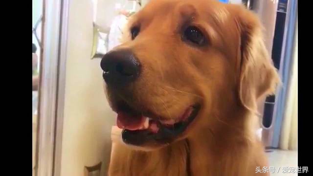 刘二豆和瓜子为什么不能经常更新,刘二豆和瓜子的名字是从哪里来的