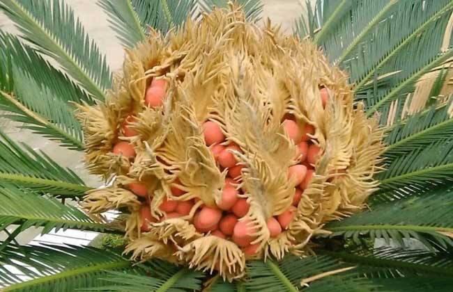 苏铁果的中药作用,中药材铁树一叶图片