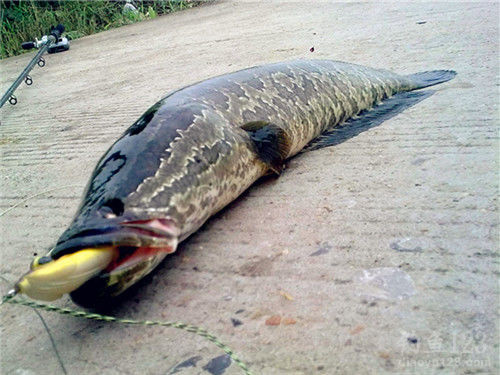 雷强怎么选钓点,雷强钓法最佳配方