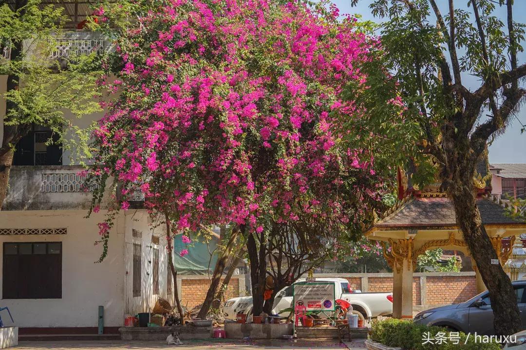 老挝的首都什么时候改到万象的,老挝首都万象什么时候开城