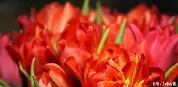 最实用的成语集锦,史上最全成语分类汇总