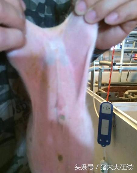 出生仔猪淋巴发青是什么原因,哺乳仔猪淋巴结肿大发青的原因