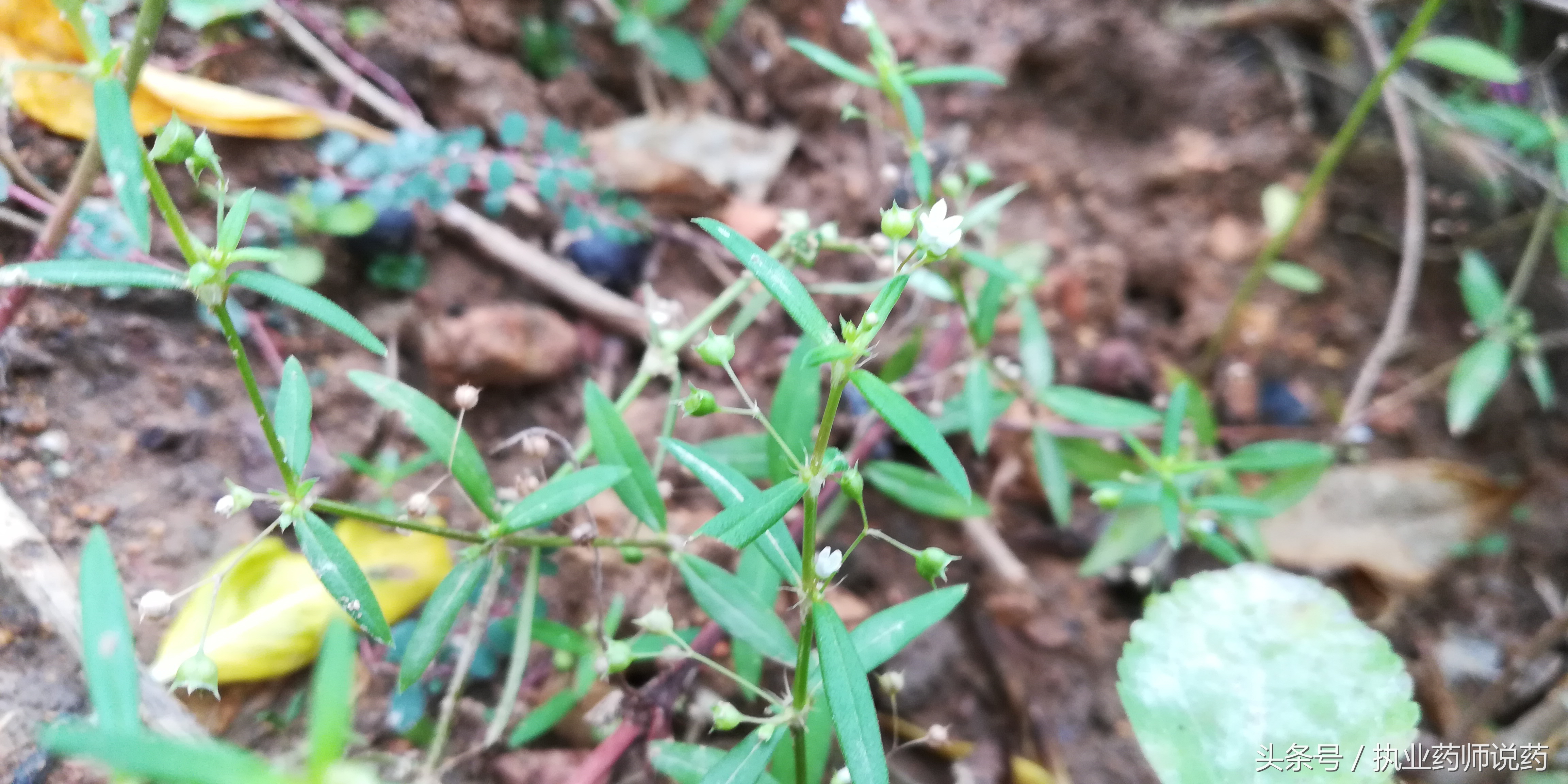 重阳节登高功效,重阳节上山挖草药视频