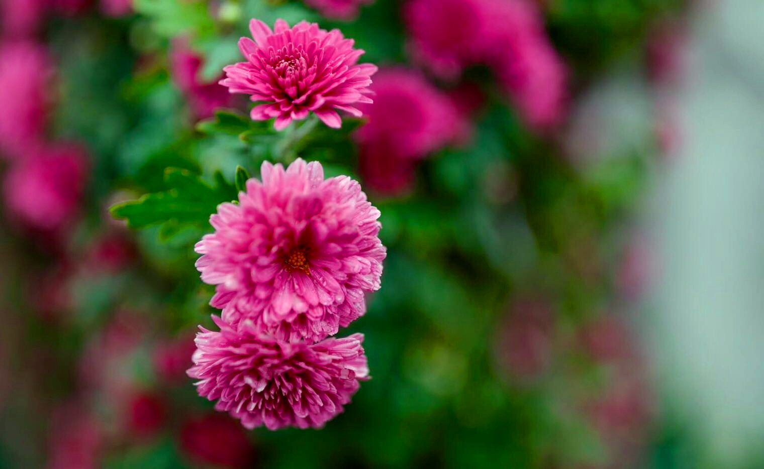 开封清明上河园龙亭两日游,自由行说走就走的旅行开封赏菊