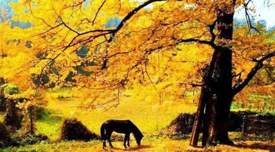 沪苏湖高铁上海到横店,沪苏湖高铁上海到安庆