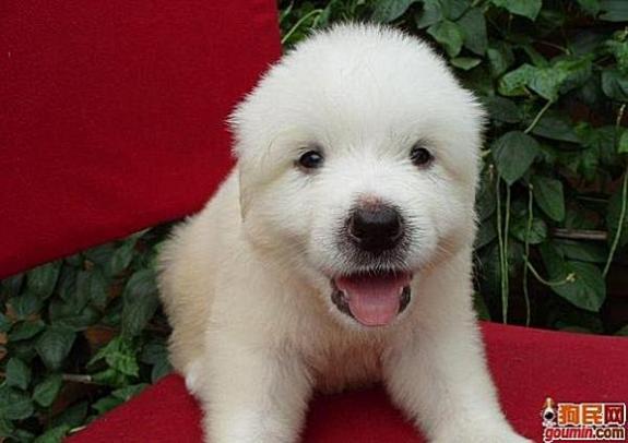 各种狗狗搞笑视频集锦,狗狗集锦