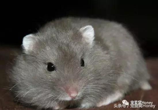 仓鼠中记忆强大的仓鼠品种,布丁仓鼠和三线仓鼠为什么会打架