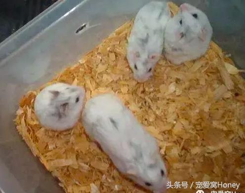 仓鼠中记忆强大的仓鼠品种,布丁仓鼠和三线仓鼠为什么会打架