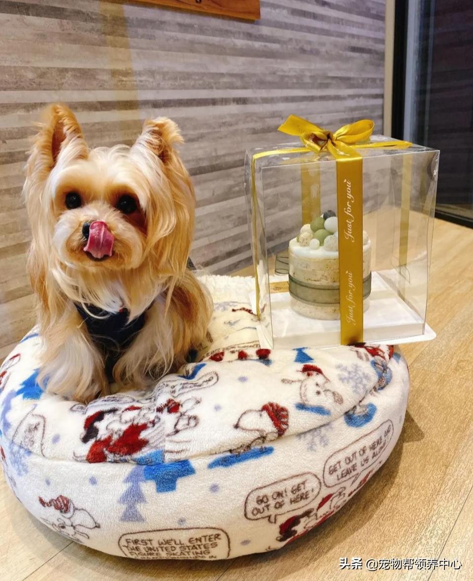 约克夏邋遢吗,约克夏脏兮兮