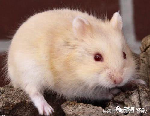 坎贝尔仓鼠的常见疾病和饲养方法,仓鼠比耶是什么品种