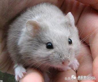 坎贝尔仓鼠的常见疾病和饲养方法,仓鼠比耶是什么品种