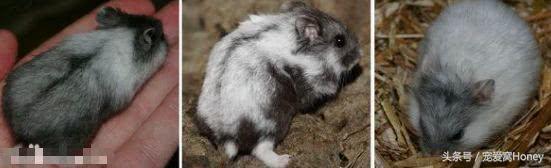 坎贝尔仓鼠的常见疾病和饲养方法,仓鼠比耶是什么品种