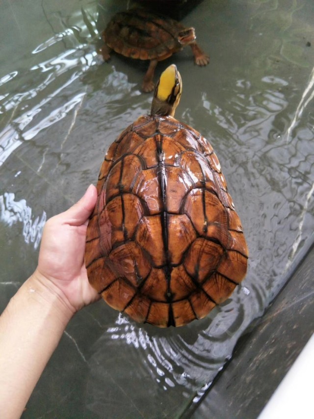 龟冬眠的最好方法,龟冬眠正确方法