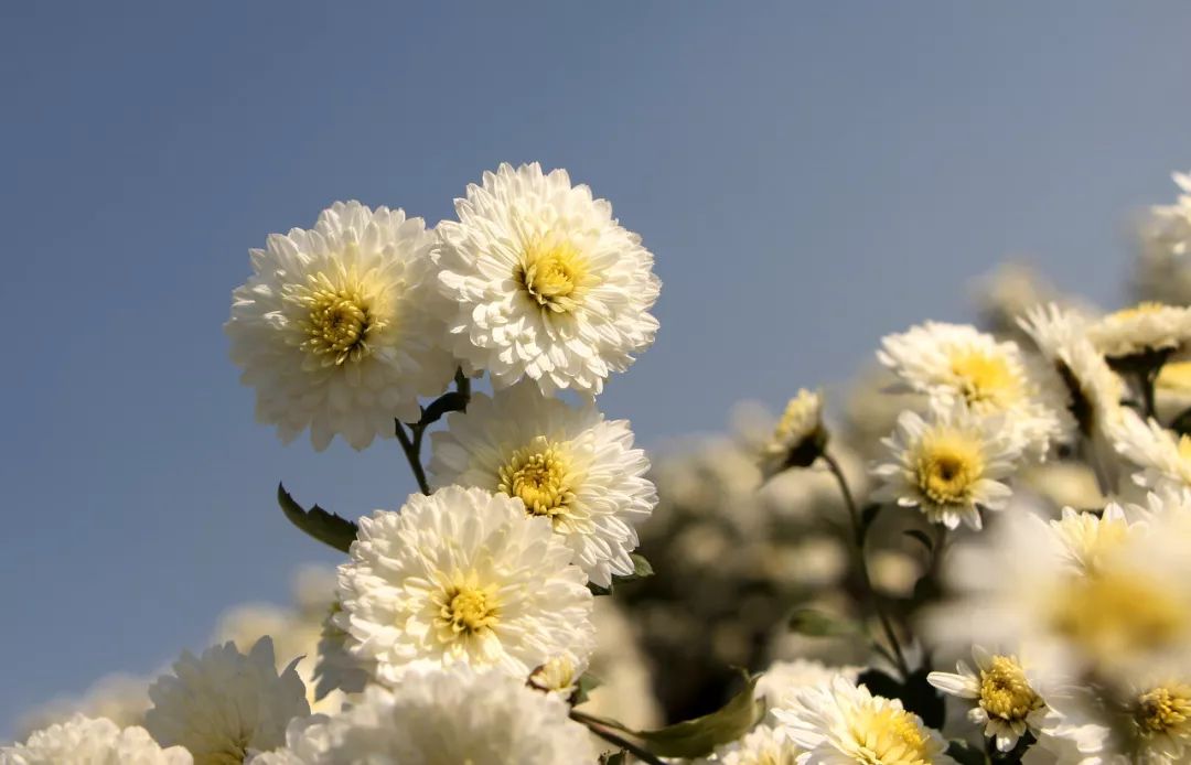 菊花什么人不建议吃呢,菊花可以吃下去吗