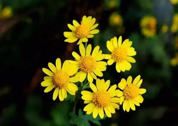 解酒毒护肝的中药处方,推荐7种中药解酒的方法