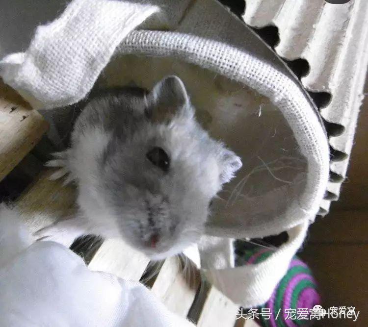 饲养仓鼠的十大禁忌有哪些,仓鼠饲养十大禁忌是什么