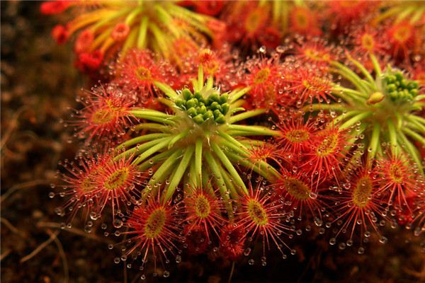 茅膏菜哪个品种捕虫效率最高,茅膏菜是食虫植物吗