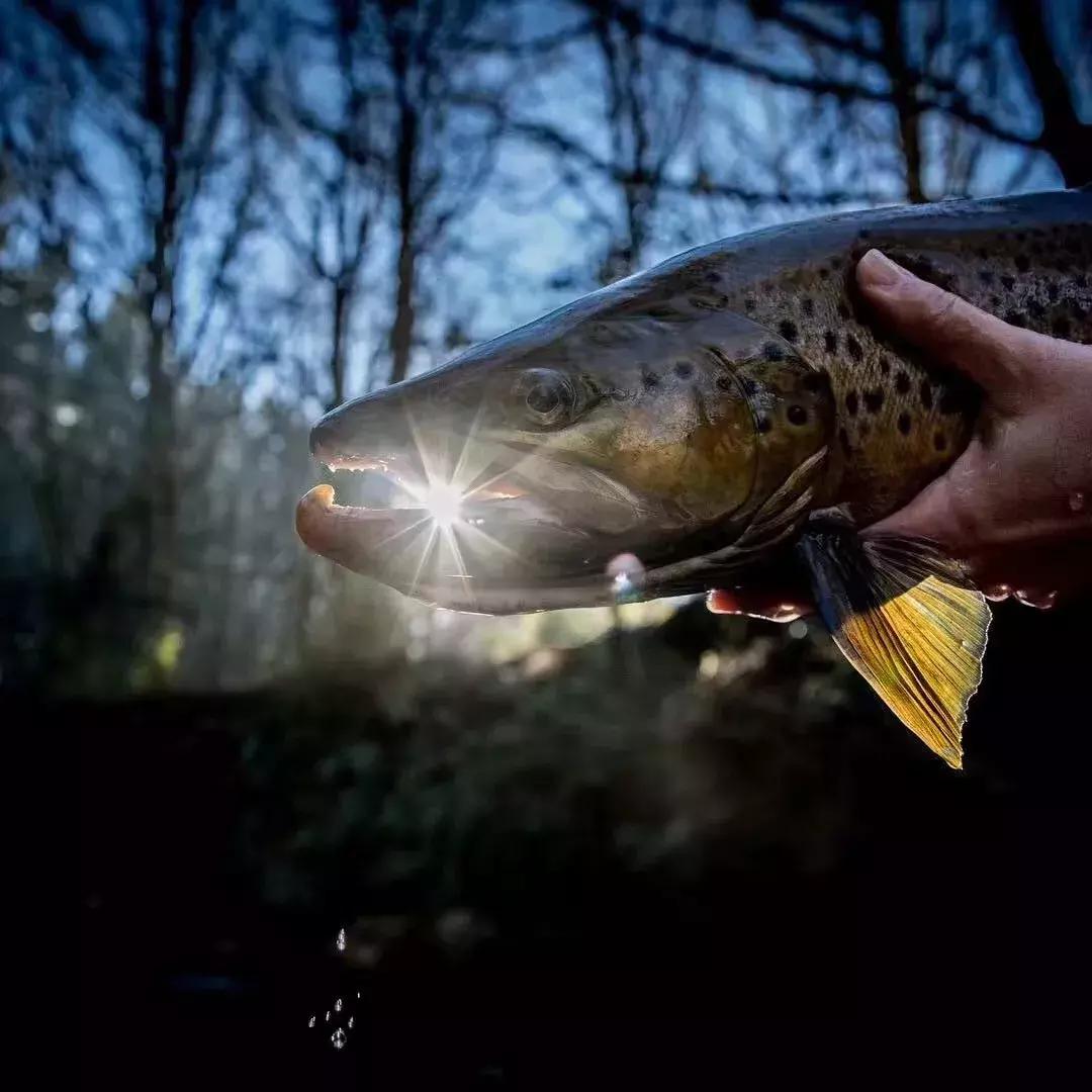 有超大草坪的庄园,大型生态农场庄园10万亩
