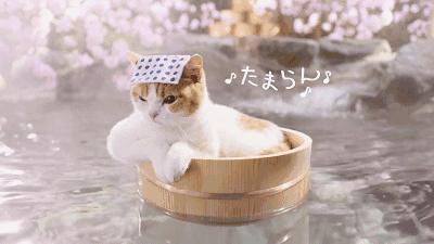 藏于山水间的温泉酒店推荐,一家来了就不想走的温泉酒店