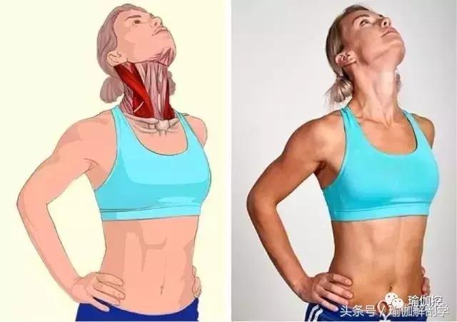 筋长一寸寿延十年瑜伽,瑜伽解剖矢状面与额状面