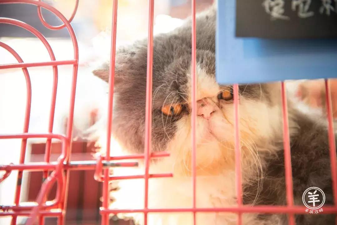 广州最大唱片店,广州最大黑胶唱片店