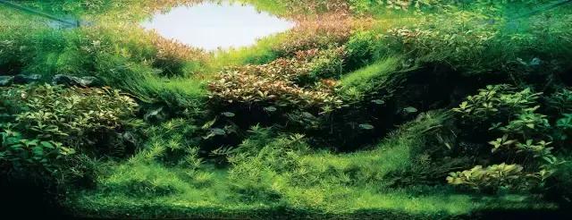 最全养水攻略——如何调节鱼缸水质的酸碱度?