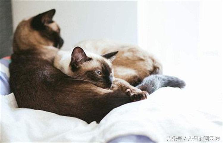 自制猫粮配方最好十款猫粮,自制猫粮靠谱吗