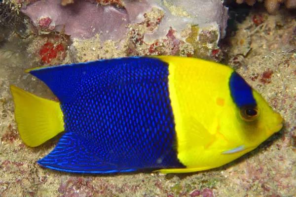 鱼儿打架要隔离多久,鱼儿互相吐沙打架