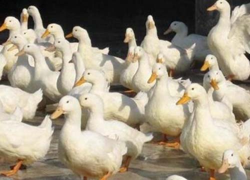 养鸭子赚钱吗,养鸭子赚钱软件