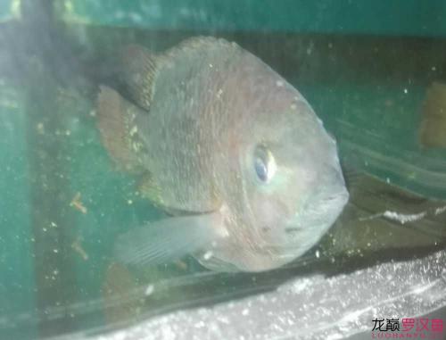 罗汉鱼缸有蛋白虫正常吗,鱼缸有蛋白虫是什么原因