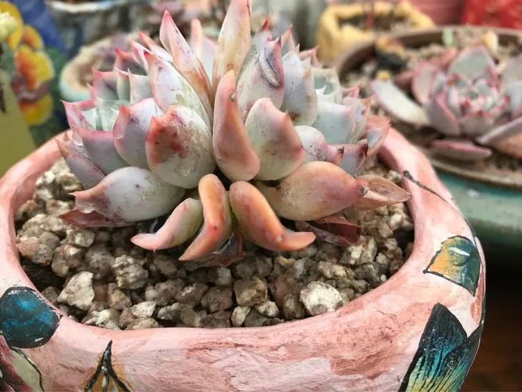 大家平时养多肉比较喜欢哪个系列,四年的养殖生涯