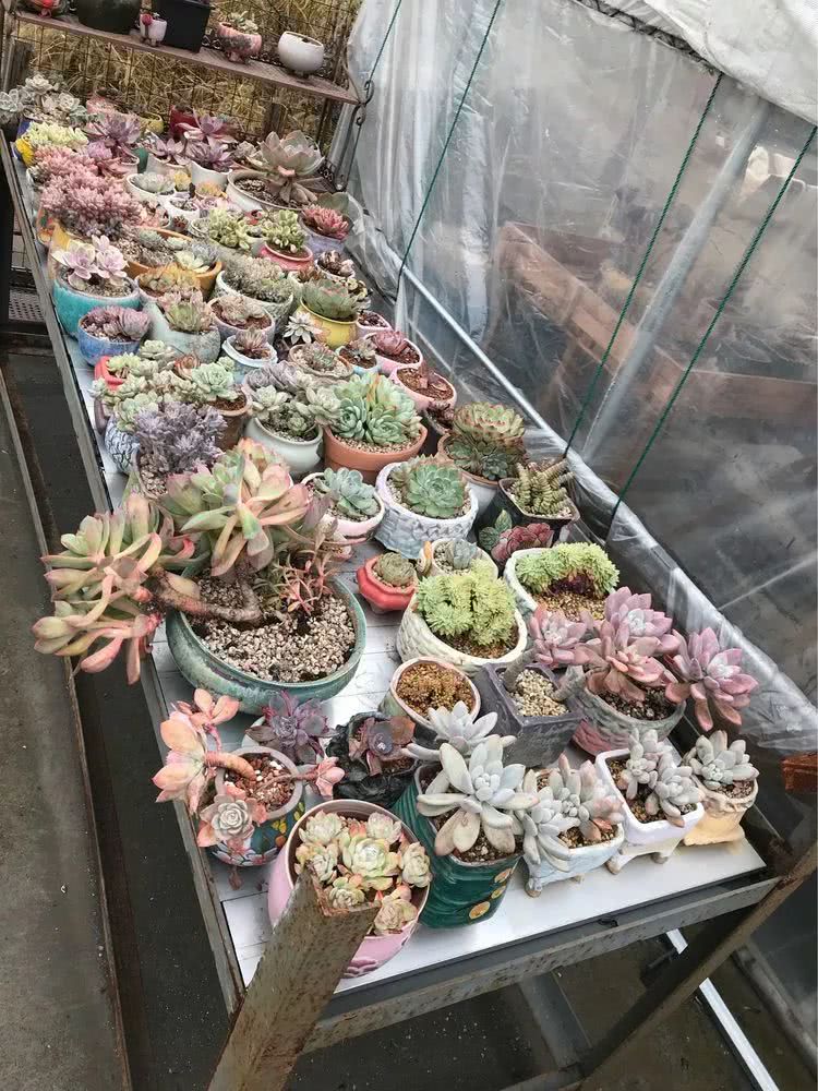 大家平时养多肉比较喜欢哪个系列,四年的养殖生涯