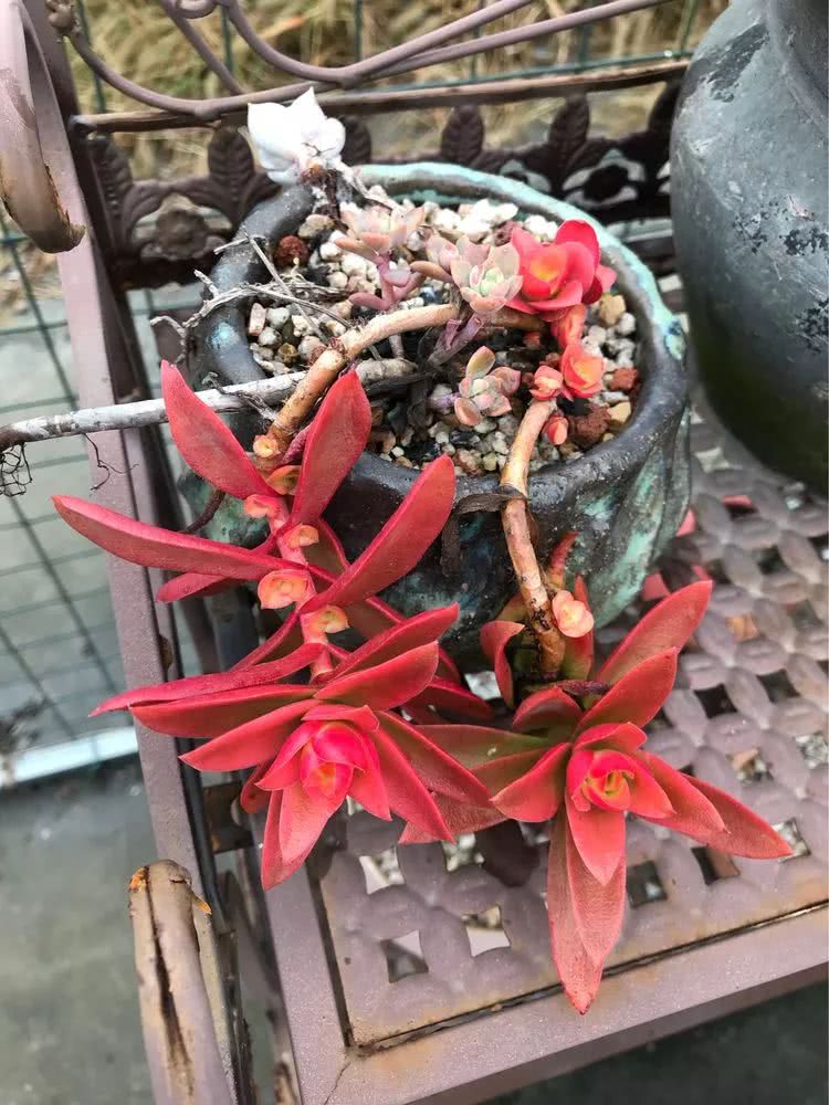 大家平时养多肉比较喜欢哪个系列,四年的养殖生涯